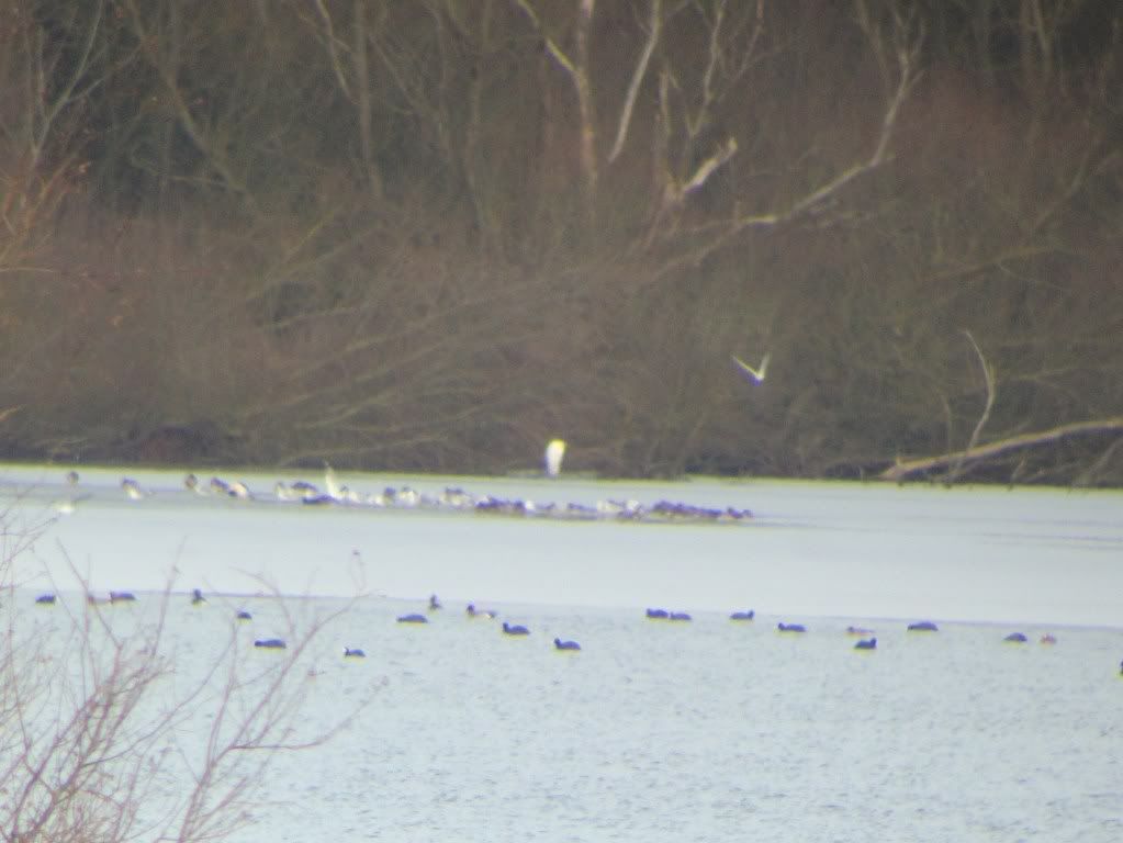 Great white egret