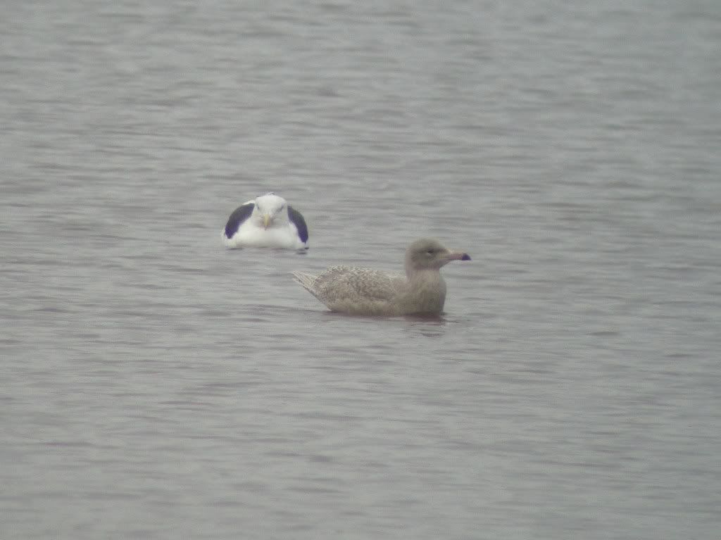 Glaucous gull