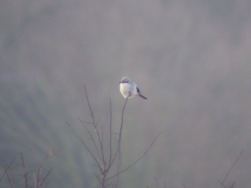 Great grey shrike at Morton Bagot