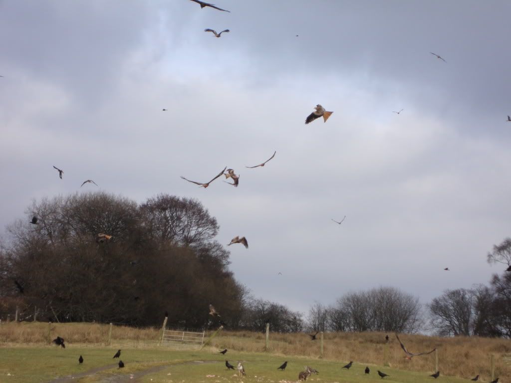 Red kites at Gigrin Farm