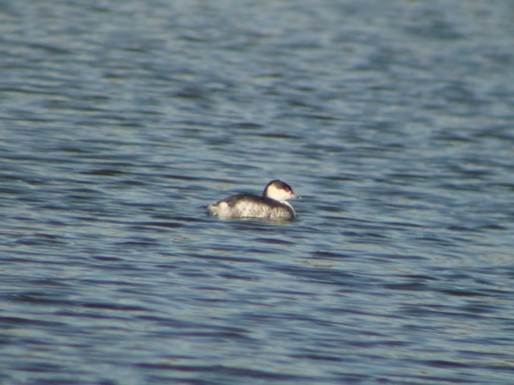 Slavonian grebe at Grimley