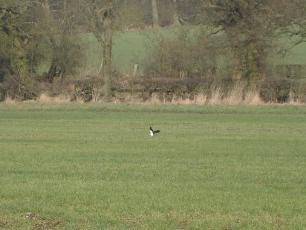 Lapwing in the Magic Field