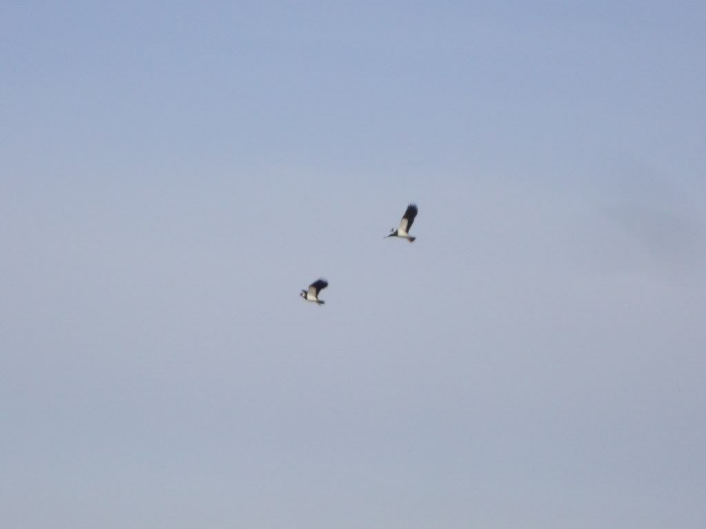 Lapwings