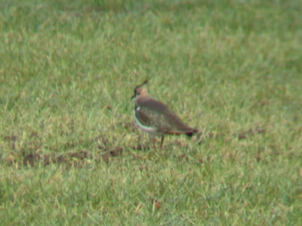 Digi-binned lapwing