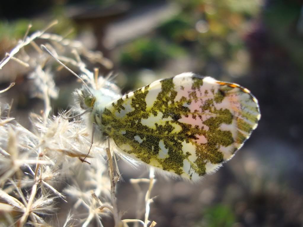 Male orange-tip