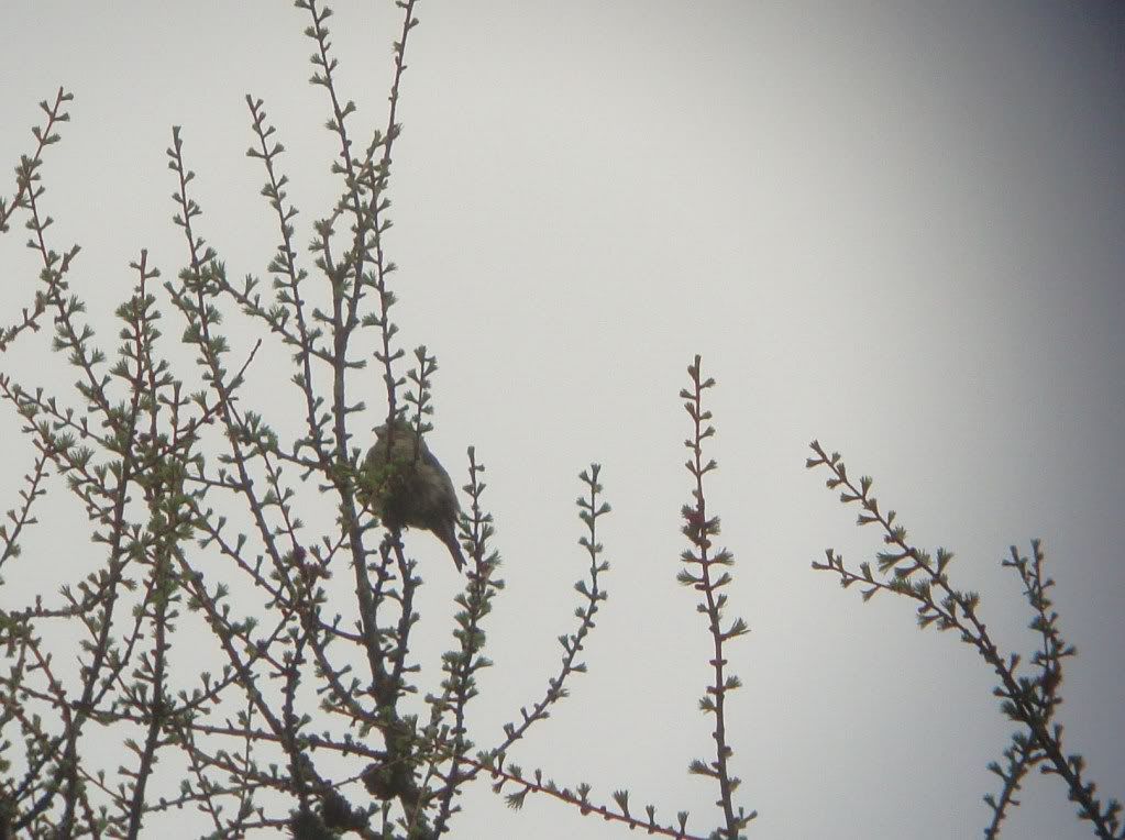 Common crossbill