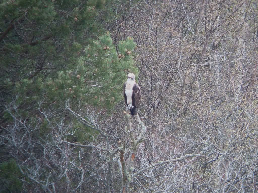 Osprey