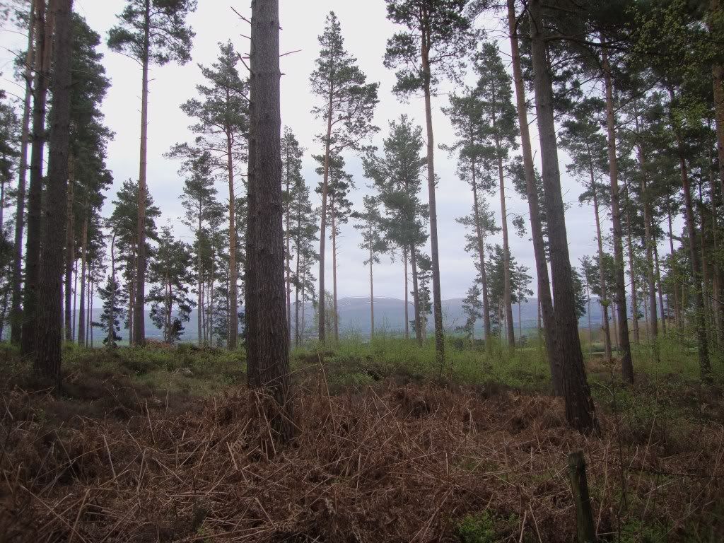 Whinfell Forest - home to tree pipits