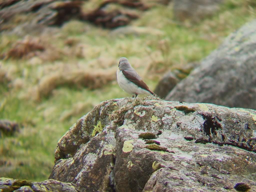 Wheatear at Haweswater