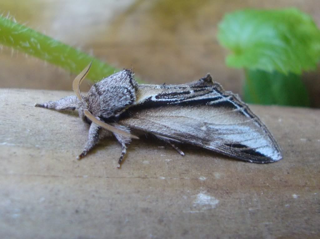 Swallow prominent