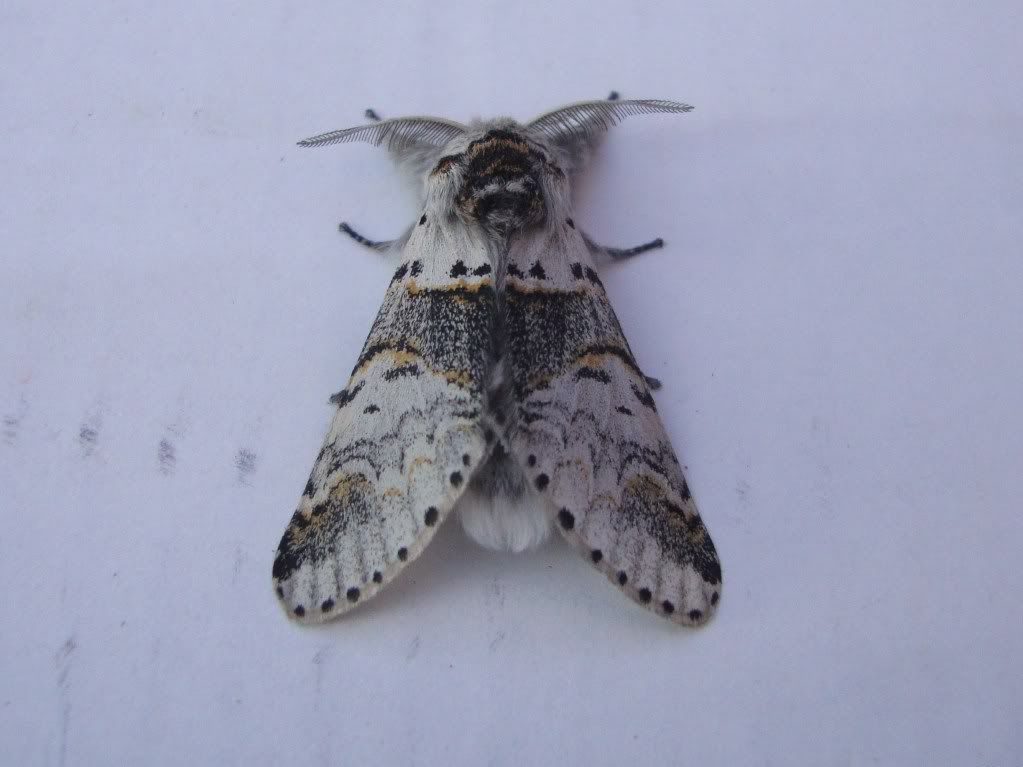 Poplar kitten