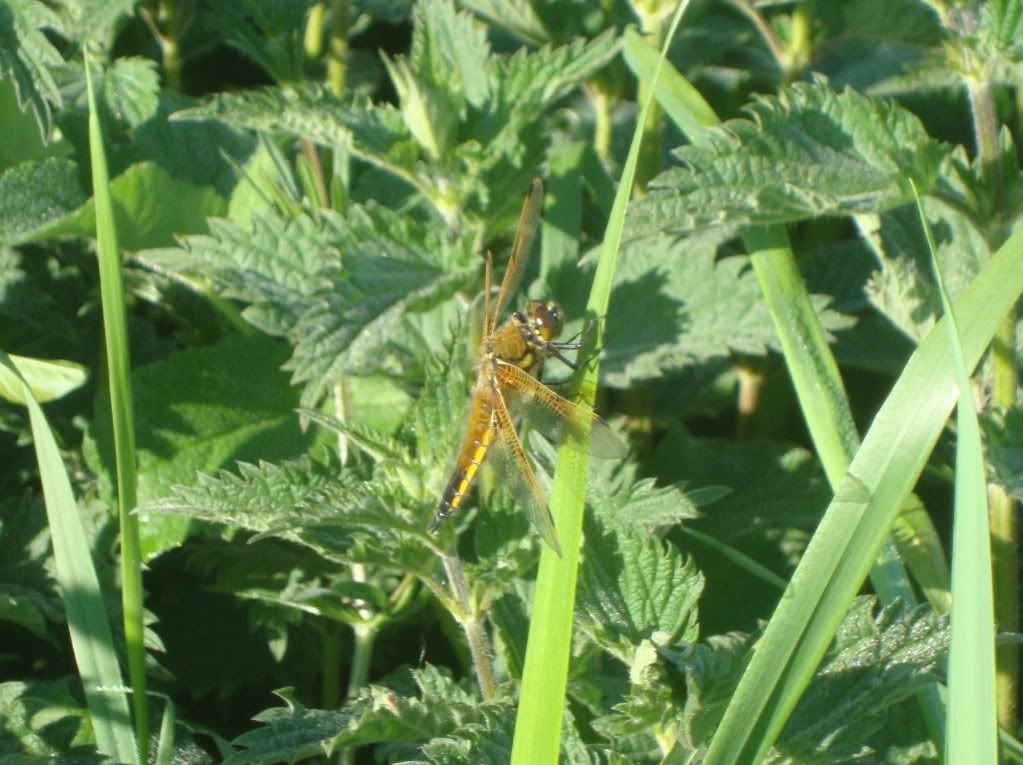 Four-spotted chaser