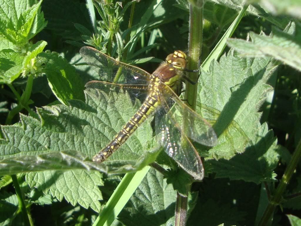 Hairy dragonfly