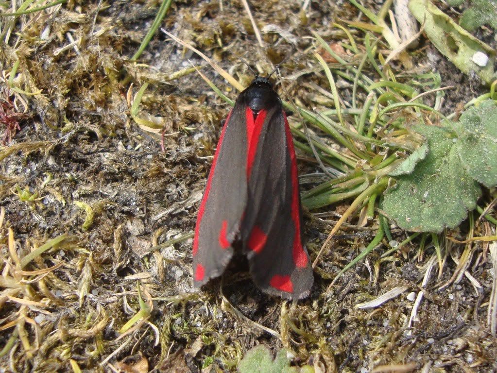 Cinnabar