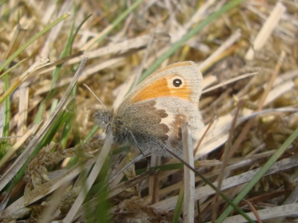 Small heath