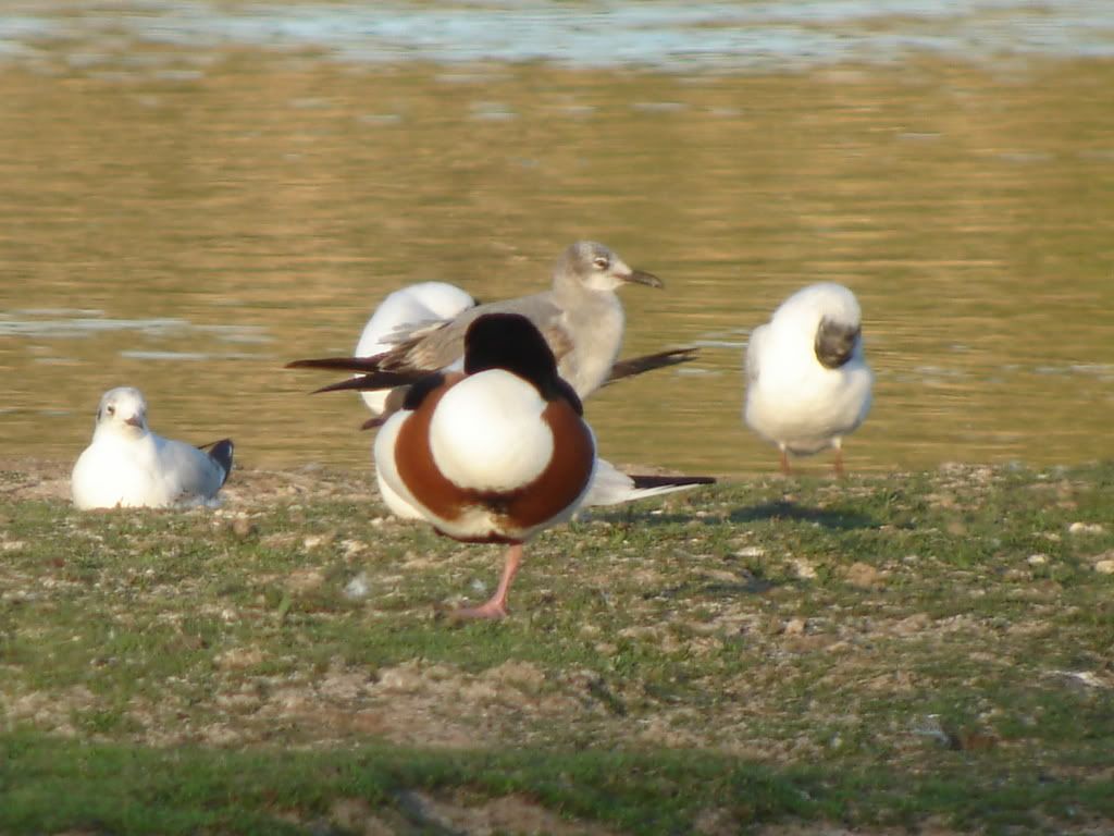 Laughing gull at Bowling Green Marsh
