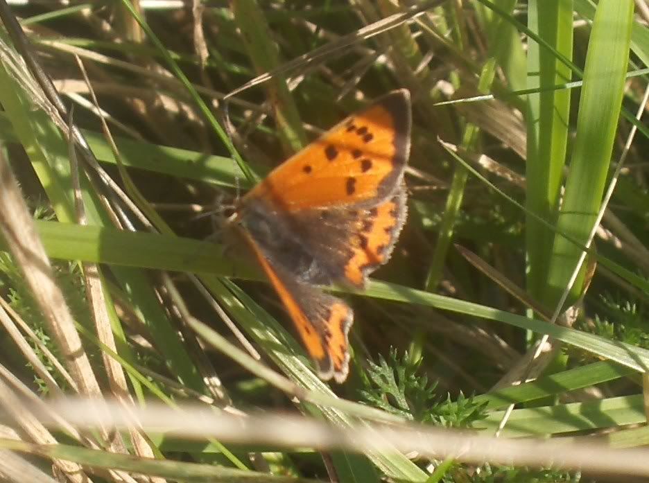 Small Copper