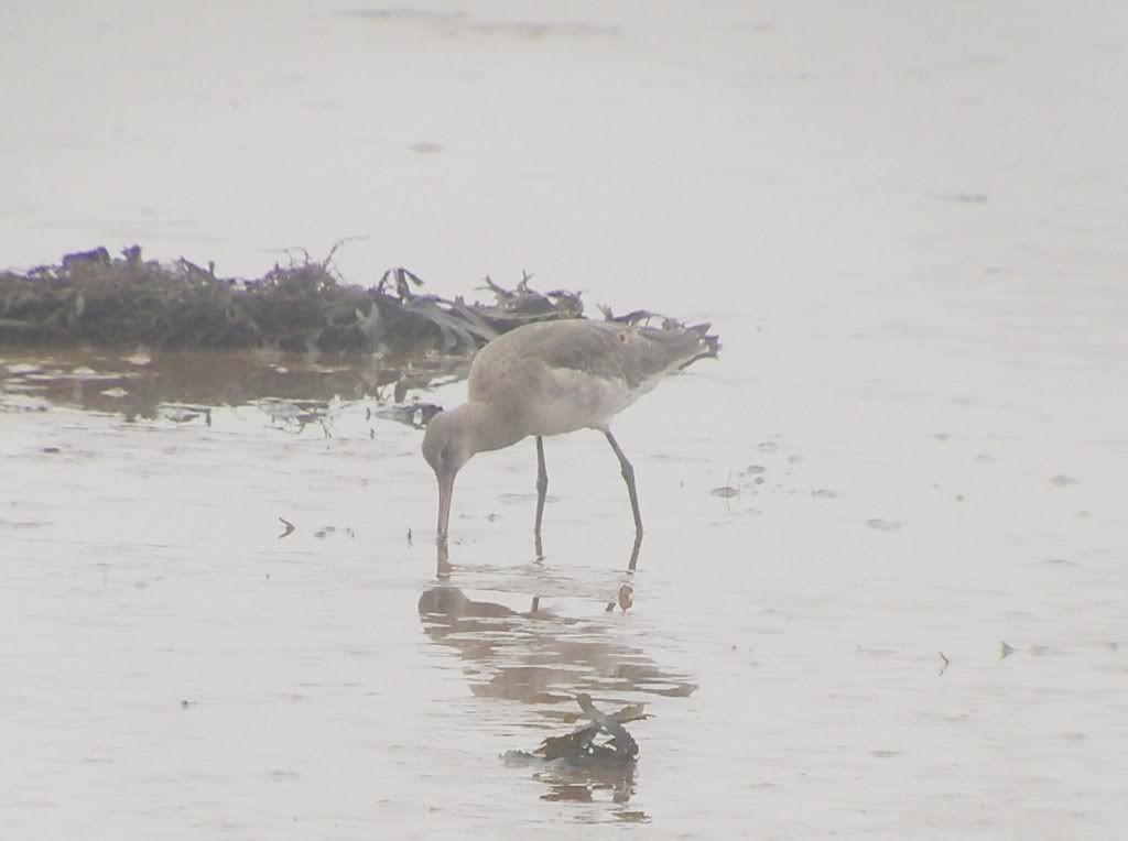 Black-Tailed Godwit