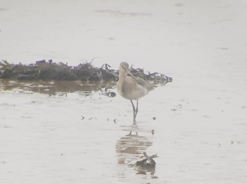 Black-Tailed Godwit