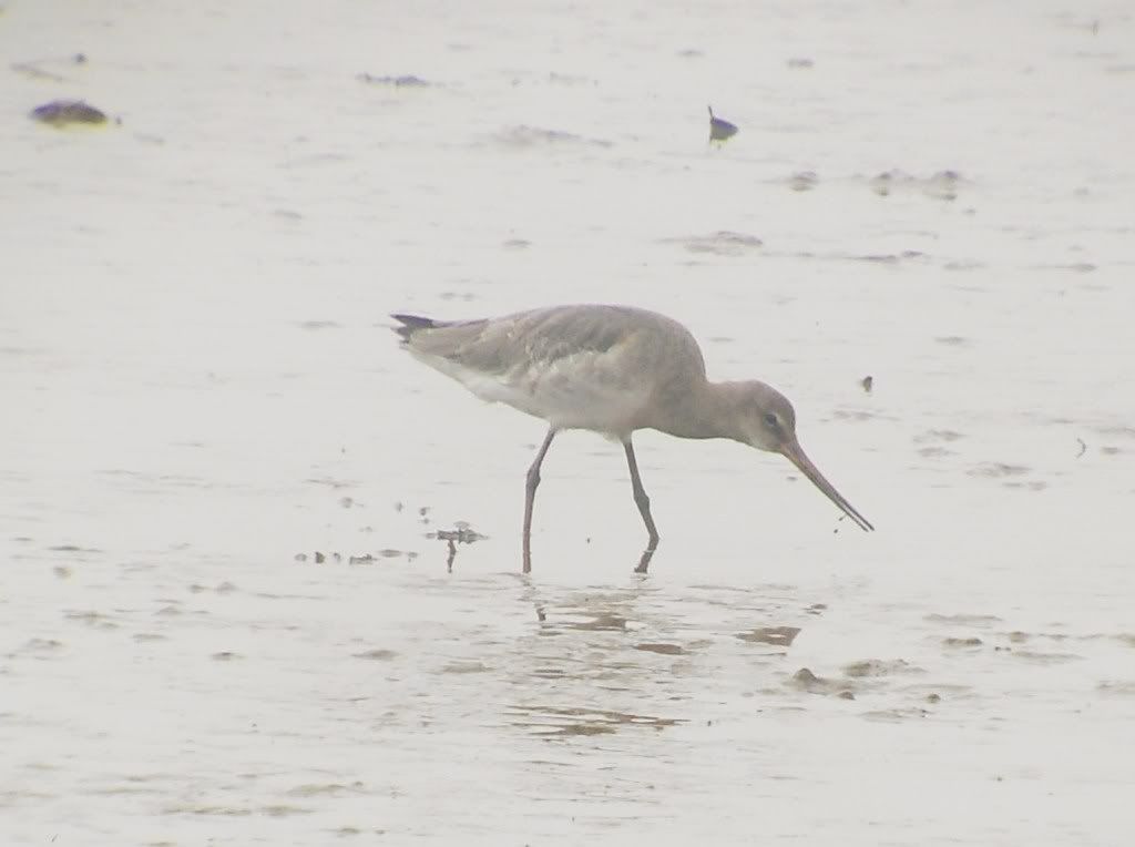 Yes, you've guessed it ... Black-Tailed Godwit