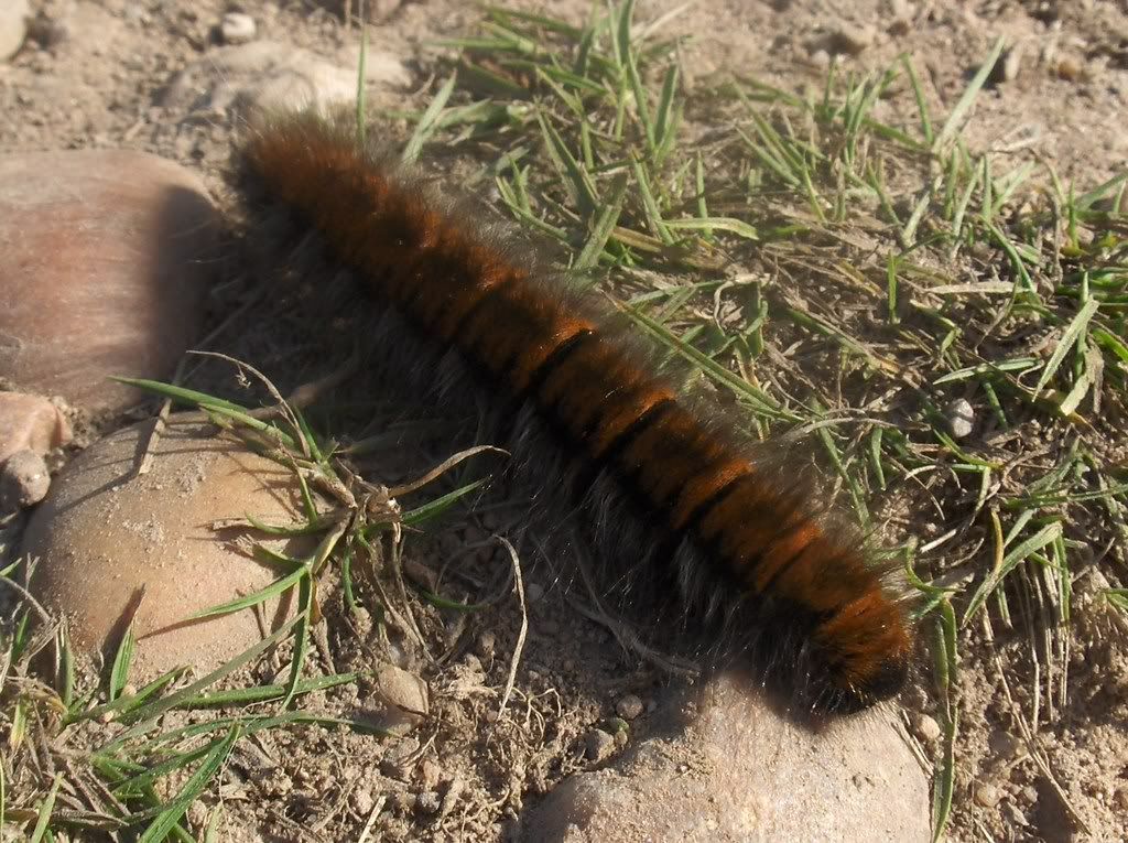 Fox Moth caterpillar