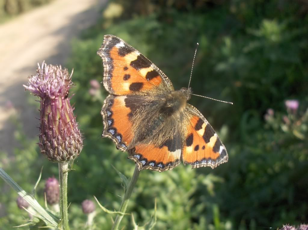 Small Tortoiseshell