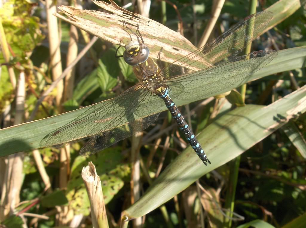 Migrant Hawker