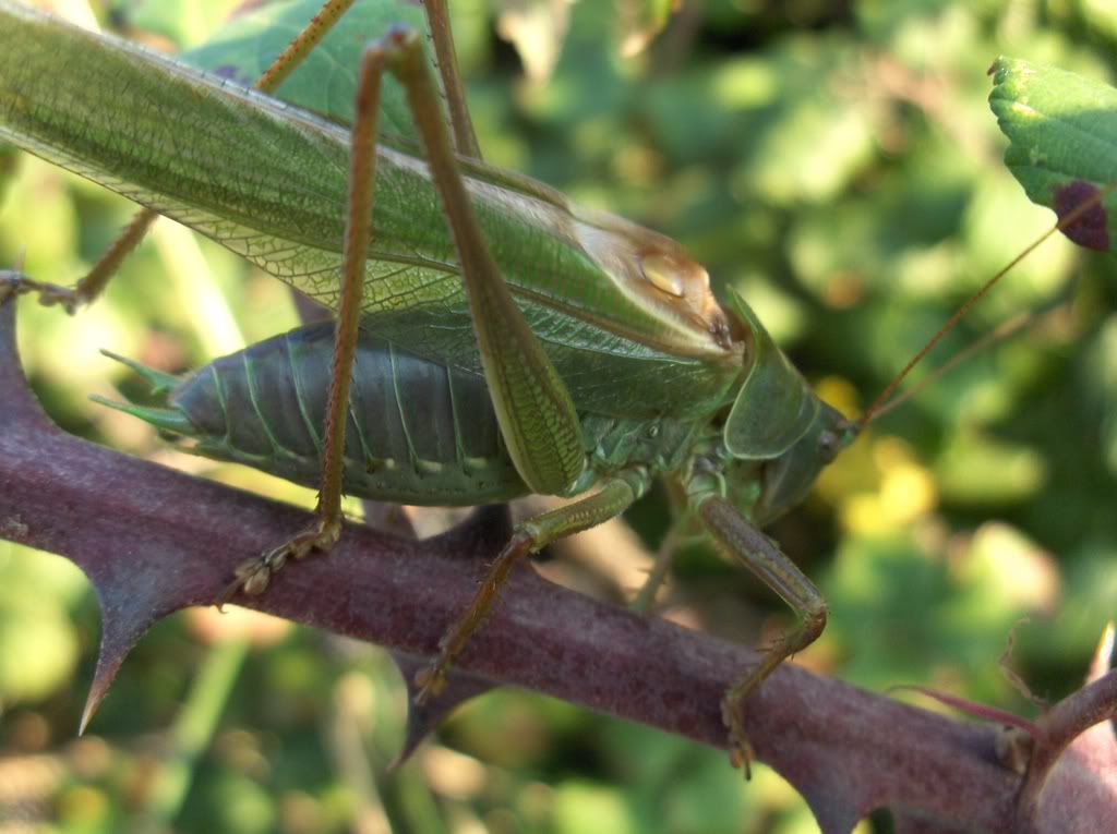 Great Green Bush Cricket