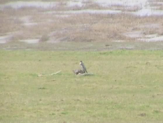 Peregrine pic courtesy of Dave Lyons