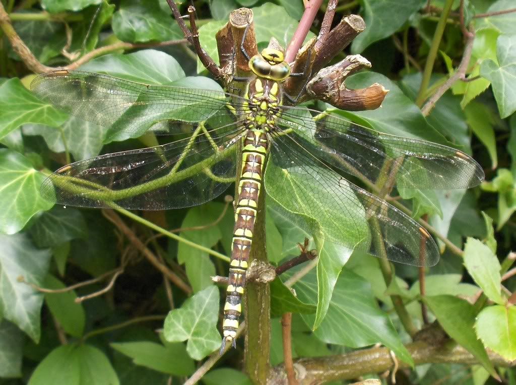 Southern Hawker (again)