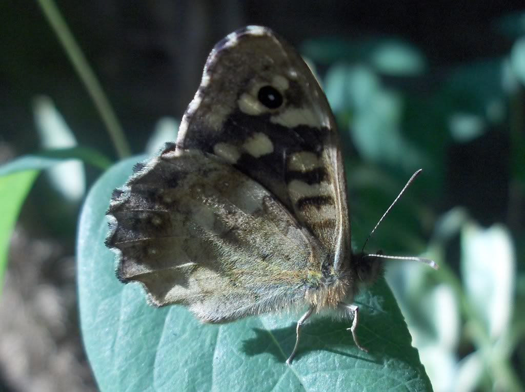 Speckled Wood