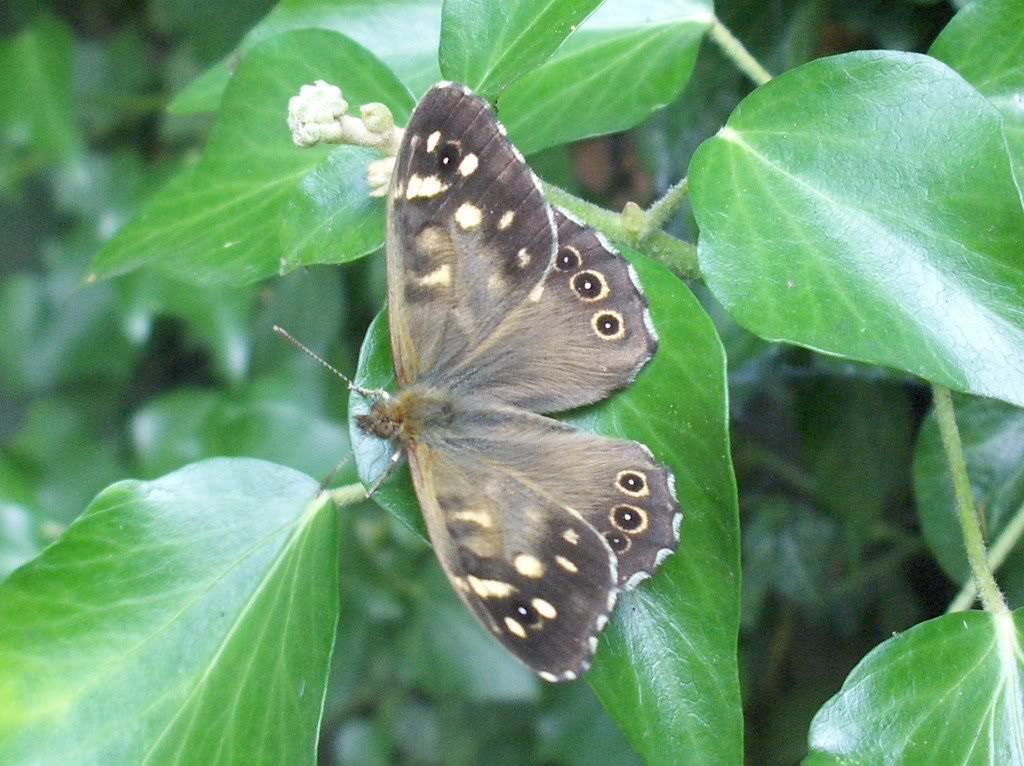 Speckled Wood