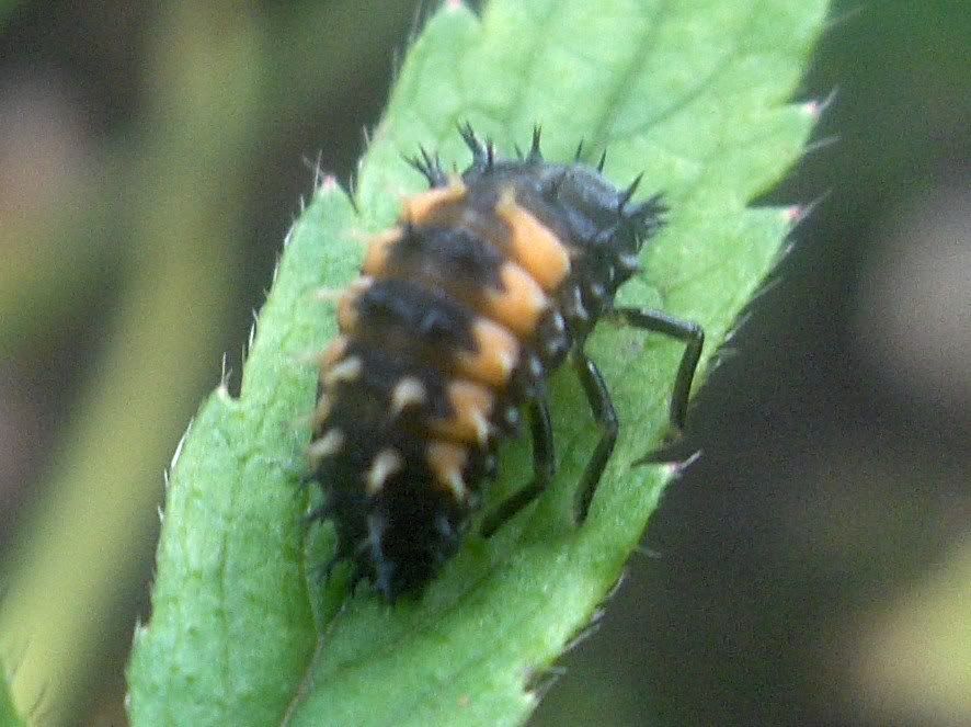 Harlequin Ladybird larva