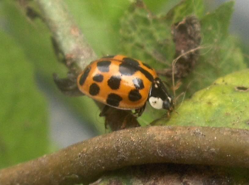 Harlequin Ladybird