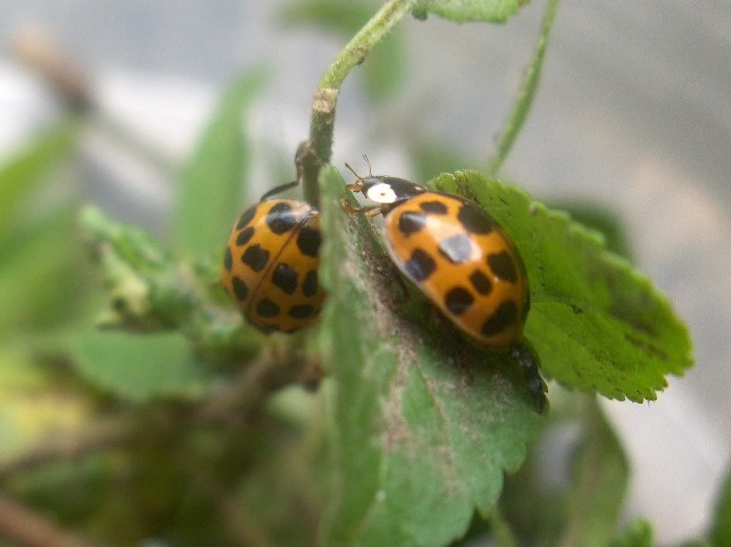 Harlequin Ladybirds