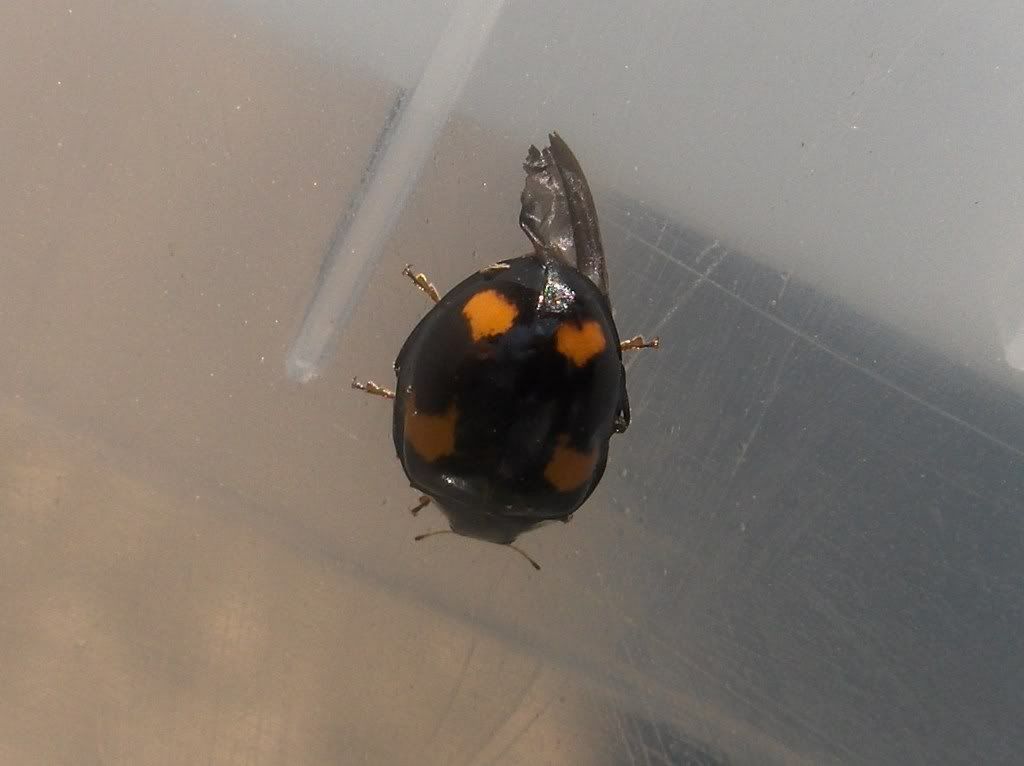 Different form of Harlequin Ladybird