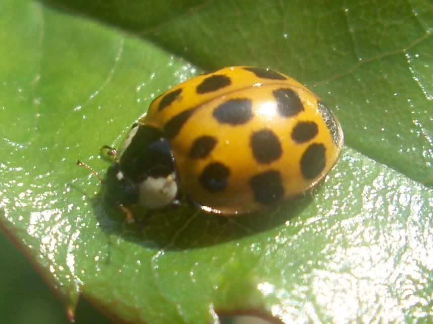 Harlequin Ladybird