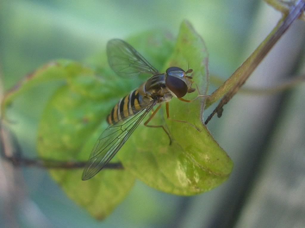 Hoverfly