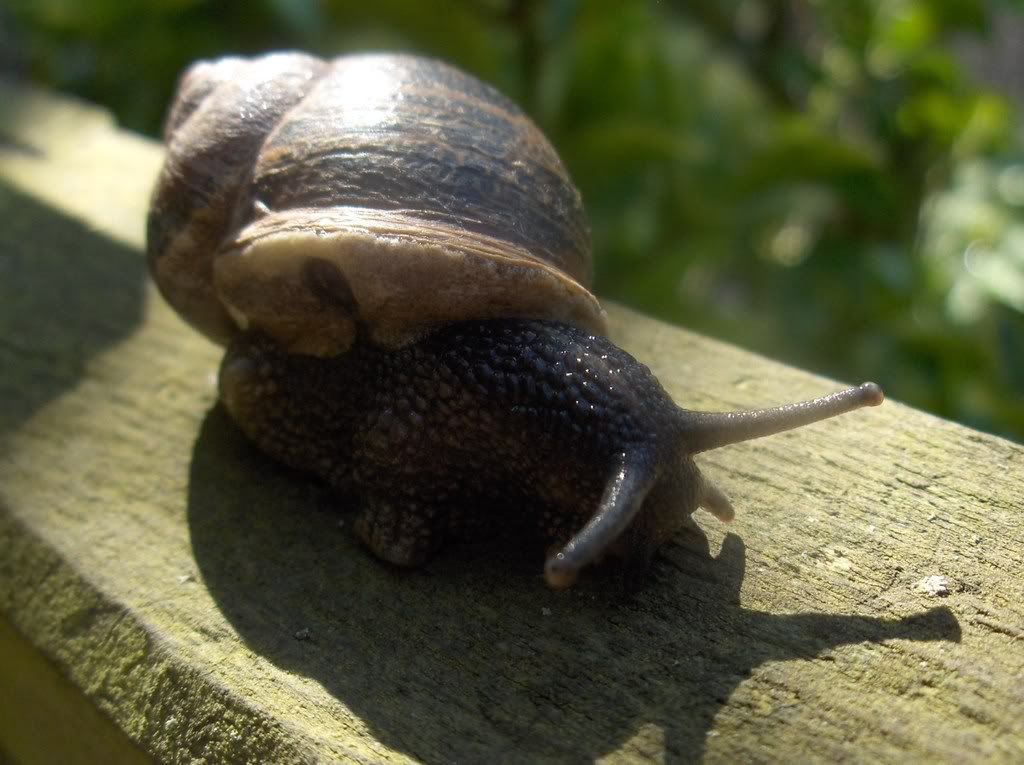 Snail