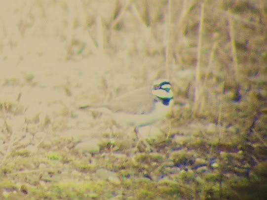 Little Ringed Plover at Grimley
