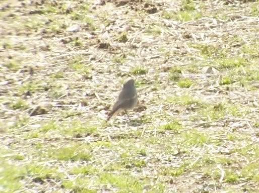 Third time lucky! Black Redstart at Grimley