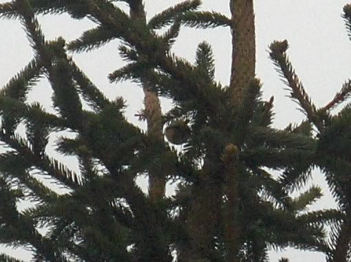 Goldcrest in the fir tree