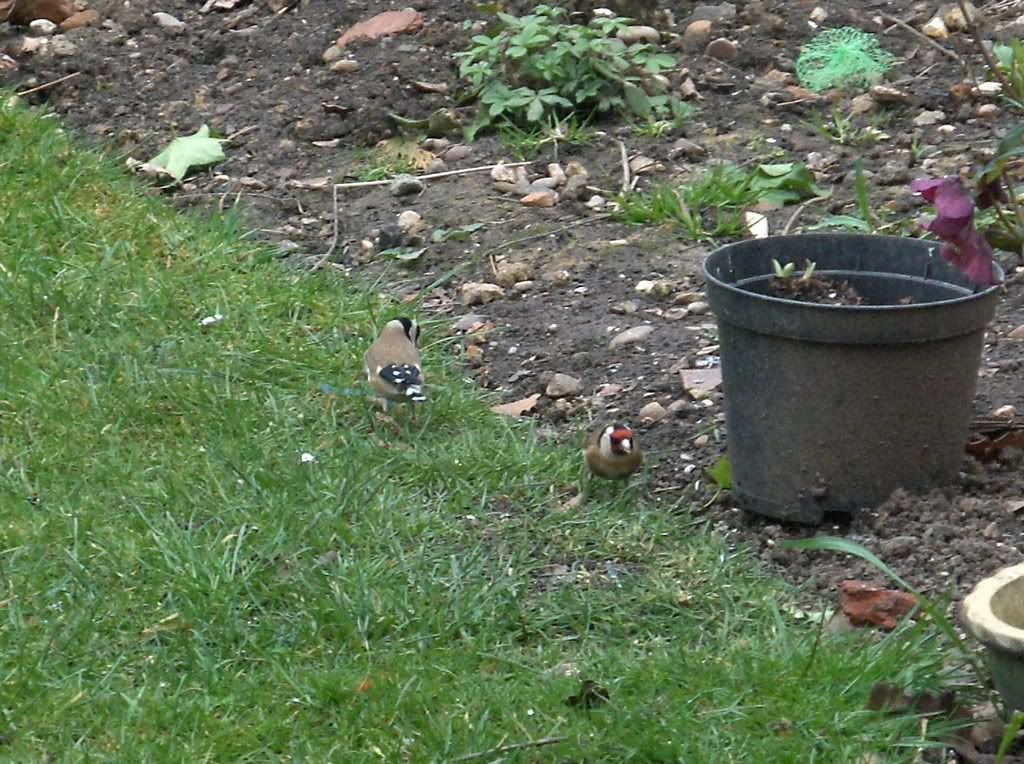 Goldfinches on the deck