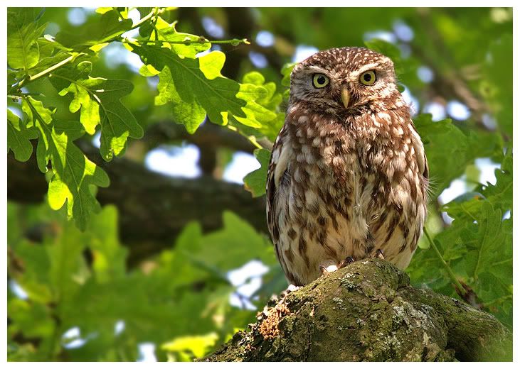 Little Owl