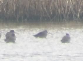 Long-Billed Dowitcher - lifer number 200!