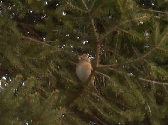 Female Brambling in the fir tree