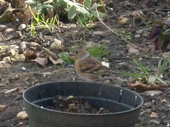 Brambling in 'Seed Valley'