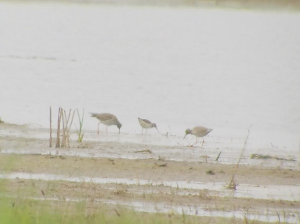 Wood Sandpiper at Prestonpans