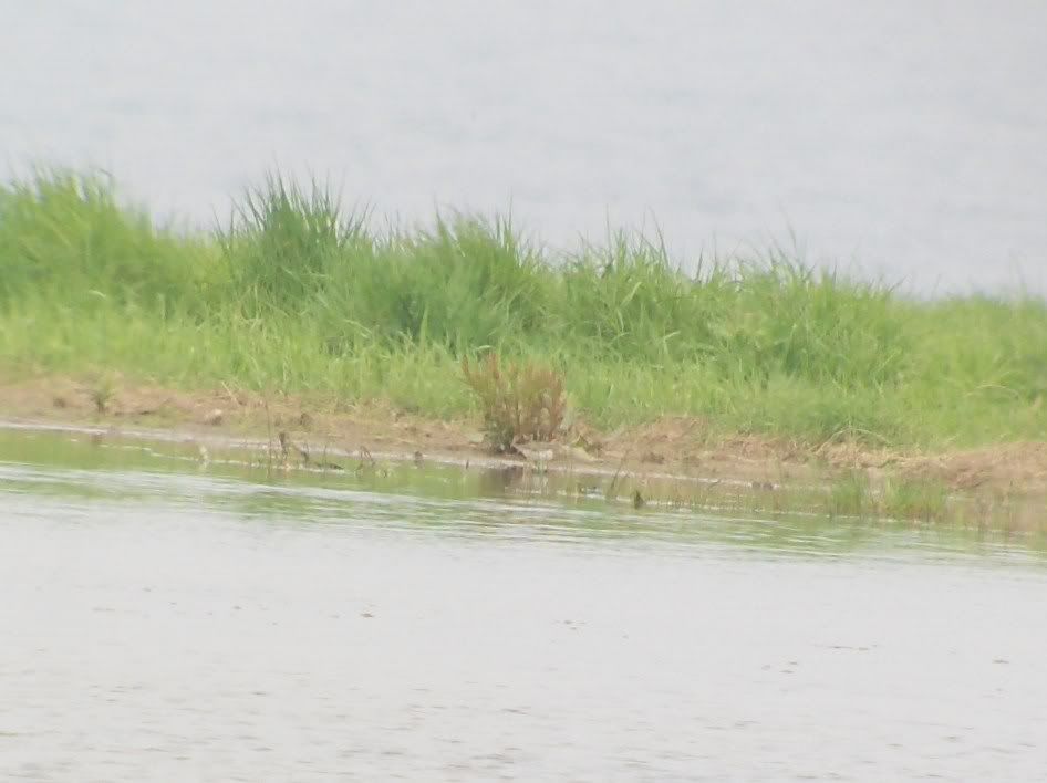 Poor picture of Temminck's Stint