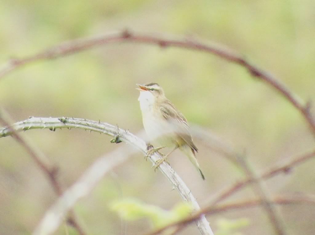 Sedge Warbler at Fife Ness